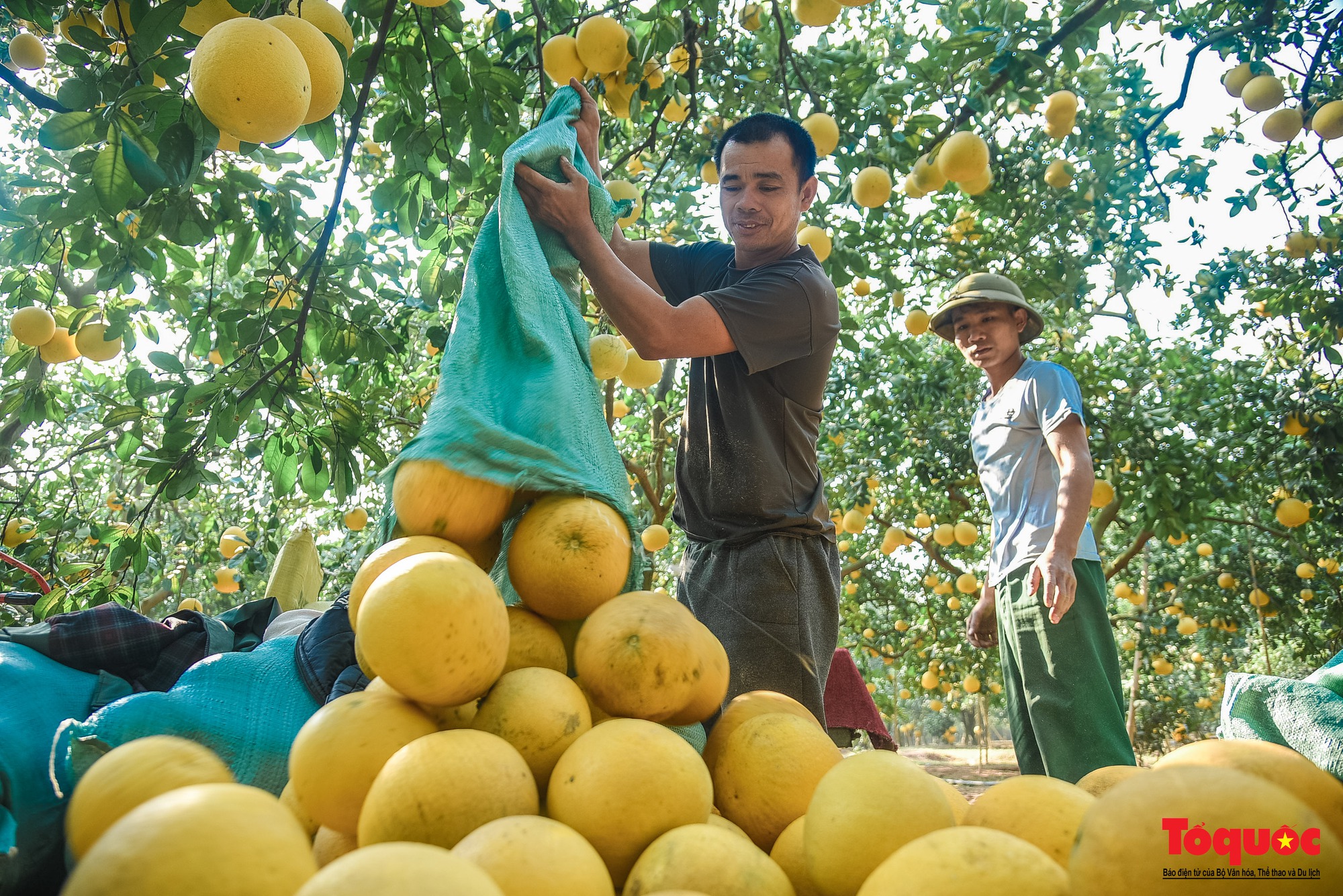 Thủ phủ bưởi Diễn tất bật thu hoạch phục vụ dịp cận Tết Nguyên đán 2023 - Ảnh 7.