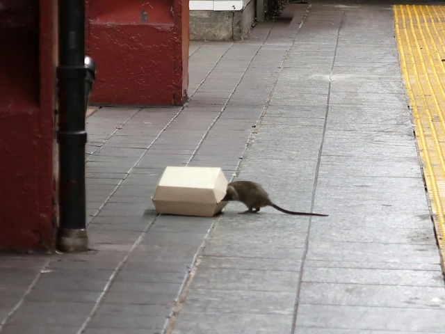 Thành phố New York đăng tin tuyển ‘dũng sĩ diệt chuột’, bằng đại học là yêu cầu tối thiểu, thu nhập lên tới 170.000 USD - Ảnh 1.