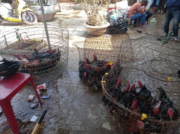 Bình Thuận: Cảnh sát bao vây trường gà 