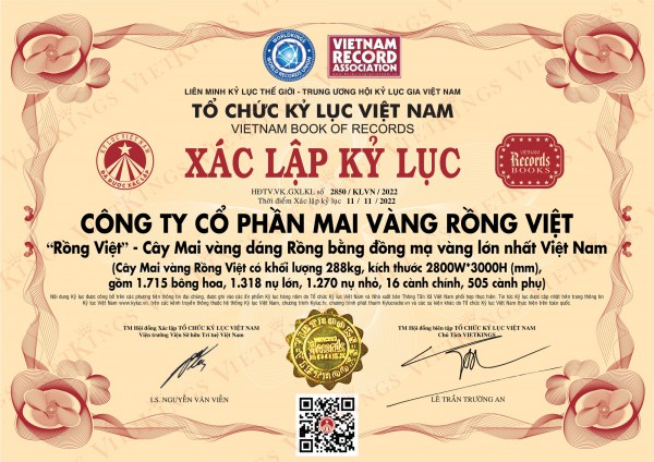 Cận cảnh 2 cây mai trị giá 11 tỷ đồng, vừa xác lập kỷ lục Việt Nam