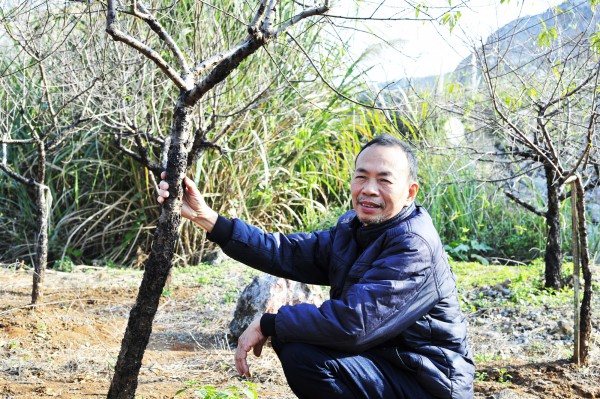 Hoa đào năm nay nở chậm, chủ vườn tư vấn cho khách cách chọn cây ưng ý chơi Tết