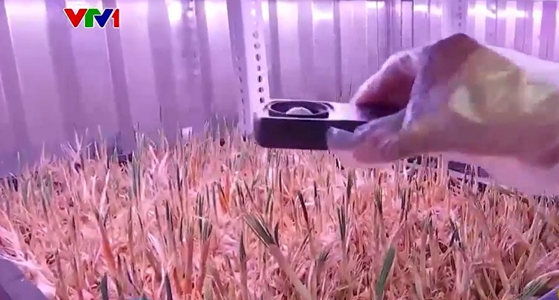 Hoa nghệ tây được trồng trong container