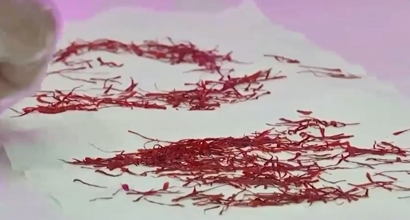 Hoa nghệ tây được trồng trong container