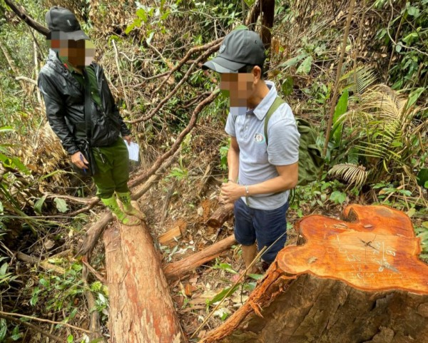 Kon Tum: 11 tháng xảy 83 vụ phá rừng, thiệt hại trên 32 ha rừng