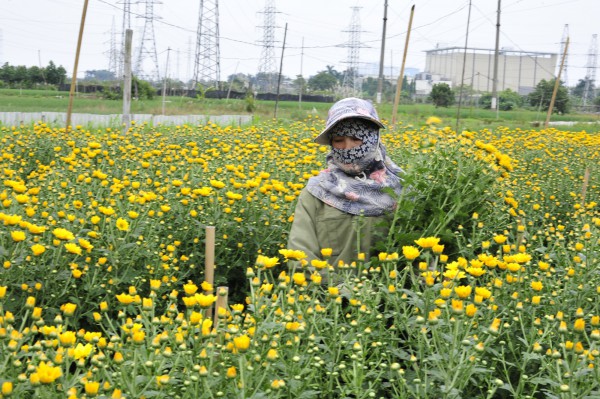 Làng hoa lớn nhất Hà Nội bắt đầu vào mùa thu hoạch
