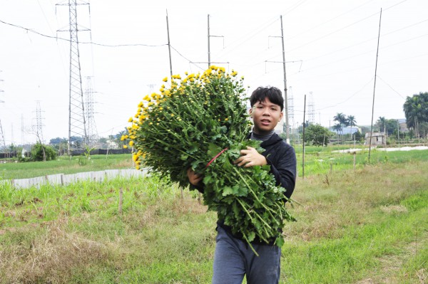Làng hoa lớn nhất Hà Nội bắt đầu vào mùa thu hoạch