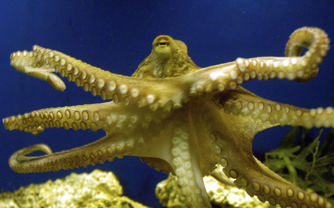 Máy nano có khả năng tự đổi màu như bạch tuộc