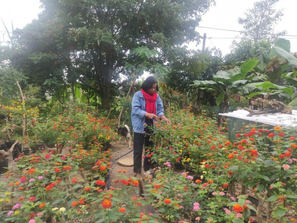 Người phụ nữ biến loài hoa "mọc dại" thành khu vườn rực rỡ, kiếm tiền triệu dịp Tết