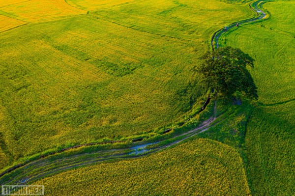 Những mảng màu kỳ diệu trên cánh đồng điện gió Phan Rang