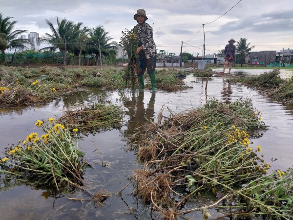 Nông dân Ninh Thuận điêu đứng vì cây nha đam ngập úng do mưa kéo dài