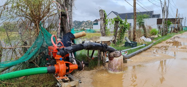 Nông dân Ninh Thuận điêu đứng vì cây nha đam ngập úng do mưa kéo dài