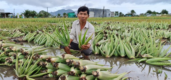Nông dân Ninh Thuận điêu đứng vì cây nha đam ngập úng do mưa kéo dài