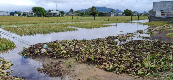 Nông dân Ninh Thuận điêu đứng vì cây nha đam ngập úng do mưa kéo dài