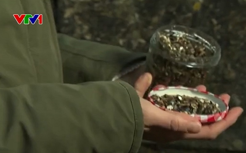 "Nước mắt nàng tiên cá" trên các bãi biển