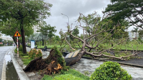 Phú Yên: Gió mùa đông bắc giật ngã hoa vụ tết, xe máy người đi đường Phú Yên: Gió mùa đông bắc giật ngã hoa vụ tết, xe máy người đi đường