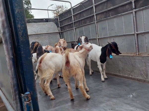 Quảng Trị: Phát hiện 39 con dê không kiểm dịch nhốt trong hầm xe khách