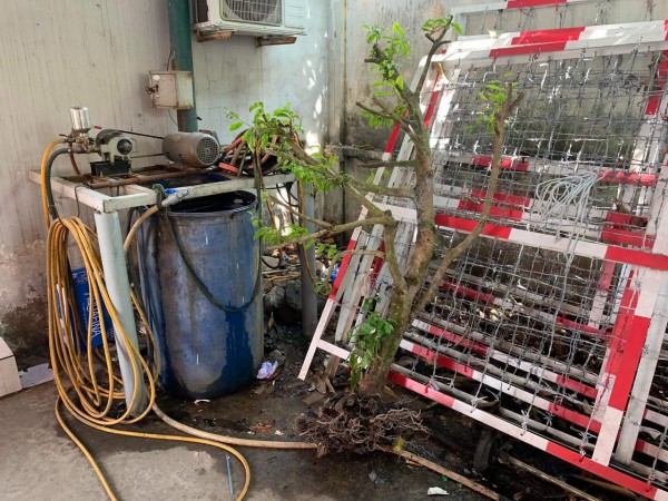 Tháo xích trộm cây mai giá chục triệu đồng: Xác định được 2 nghi phạm