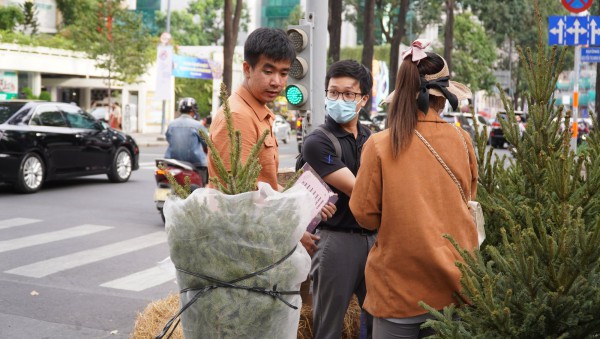 TP.HCM: Người dân chi tiền triệu mua thông tươi chơi Giáng sinh