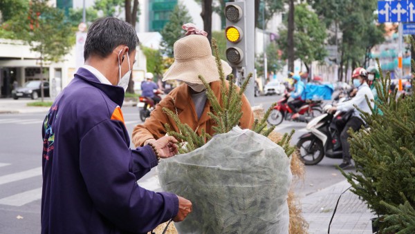 TP.HCM: Người dân chi tiền triệu mua thông tươi chơi Giáng sinh