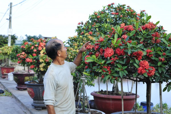 Từ loại hoa ít được quan tâm, người đàn ông mang về trồng bán dịp Tết kiếm hàng chục triệu mỗi cây