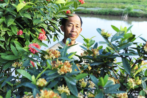 Từ loại hoa ít được quan tâm, người đàn ông mang về trồng bán dịp Tết kiếm hàng chục triệu mỗi cây