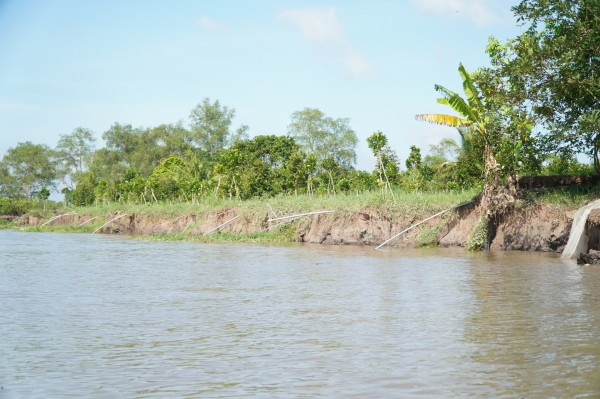 Vụ sạt lở cù lao Minh: 13 nhà, 15 ha đất rơi xuống sông Cổ Chiên