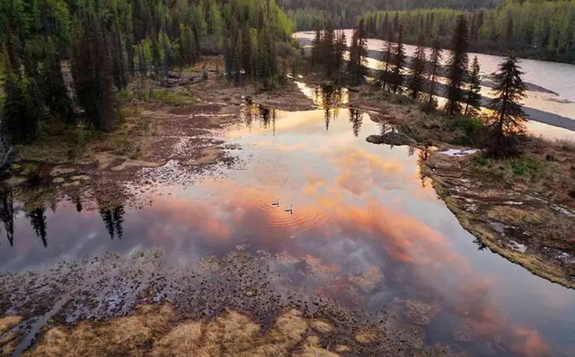 Ảnh vệ tinh cho thấy hải ly đang tàn phá vùng lãnh nguyên Alaska nhanh như nạn cháy rừng - Ảnh 9.