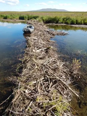 Ảnh vệ tinh cho thấy hải ly đang tàn phá vùng lãnh nguyên Alaska nhanh như nạn cháy rừng - Ảnh 6.