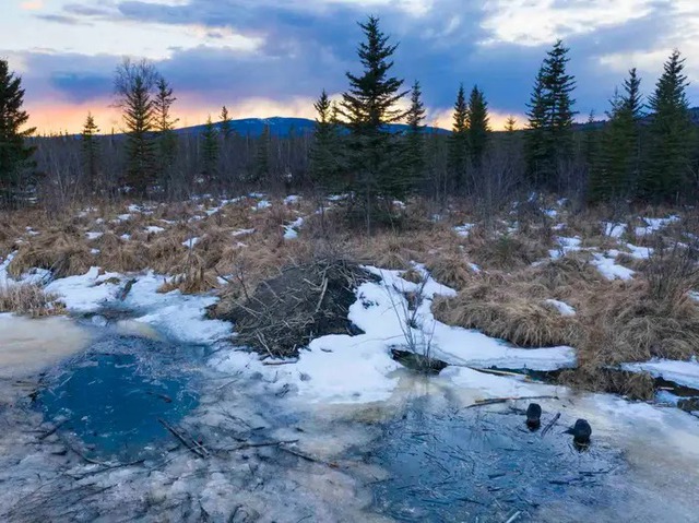 Ảnh vệ tinh cho thấy hải ly đang tàn phá vùng lãnh nguyên Alaska nhanh như nạn cháy rừng - Ảnh 5.