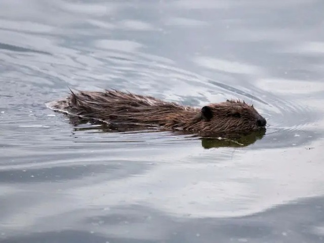 Ảnh vệ tinh cho thấy hải ly đang tàn phá vùng lãnh nguyên Alaska nhanh như nạn cháy rừng - Ảnh 8.