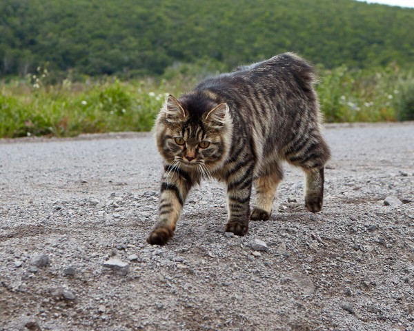 5 sự thật thú vị về mèo cộc đuôi Kuril của Nga