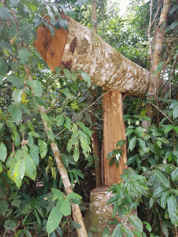 Âm ỉ phá rừng phòng hộ ở Đắk Nông