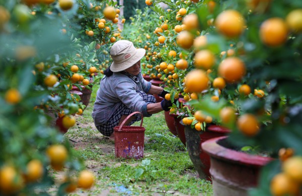 Ảnh: Tết sớm trên làng quất nức tiếng miền Trung, chưa chín hết đã “cháy hàng” Ảnh: Tết sớm trên làng quất nức tiếng miền Trung, chưa chín hết đã “cháy hàng”