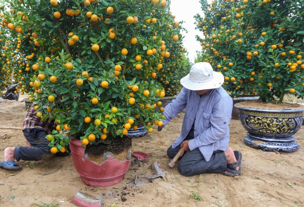 Ảnh: Tết sớm trên làng quất nức tiếng miền Trung, chưa chín hết đã “cháy hàng” Ảnh: Tết sớm trên làng quất nức tiếng miền Trung, chưa chín hết đã “cháy hàng”