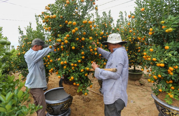Ảnh: Tết sớm trên làng quất nức tiếng miền Trung, chưa chín hết đã “cháy hàng” Ảnh: Tết sớm trên làng quất nức tiếng miền Trung, chưa chín hết đã “cháy hàng”