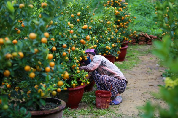 Ảnh: Tết sớm trên làng quất nức tiếng miền Trung, chưa chín hết đã “cháy hàng” Ảnh: Tết sớm trên làng quất nức tiếng miền Trung, chưa chín hết đã “cháy hàng”