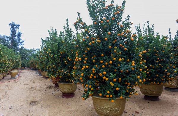 Ảnh: Tết sớm trên làng quất nức tiếng miền Trung, chưa chín hết đã “cháy hàng” Ảnh: Tết sớm trên làng quất nức tiếng miền Trung, chưa chín hết đã “cháy hàng”