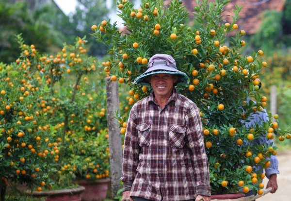 Ảnh: Tết sớm trên làng quất nức tiếng miền Trung, chưa chín hết đã “cháy hàng” Ảnh: Tết sớm trên làng quất nức tiếng miền Trung, chưa chín hết đã “cháy hàng”