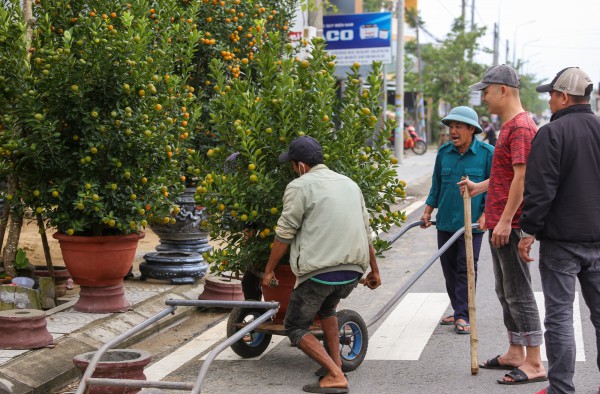 Ảnh: Tết sớm trên làng quất nức tiếng miền Trung, chưa chín hết đã “cháy hàng” Ảnh: Tết sớm trên làng quất nức tiếng miền Trung, chưa chín hết đã “cháy hàng”