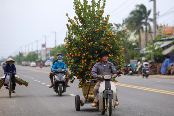 Ảnh: Tết sớm trên làng quất nức tiếng miền Trung, chưa chín hết đã “cháy hàng” Ảnh: Tết sớm trên làng quất nức tiếng miền Trung, chưa chín hết đã “cháy hàng”