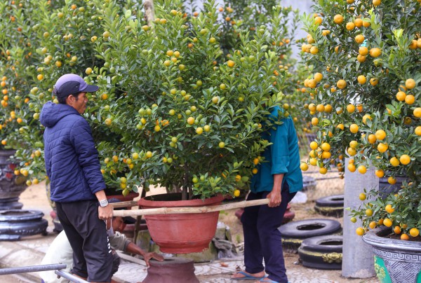 Ảnh: Tết sớm trên làng quất nức tiếng miền Trung, chưa chín hết đã “cháy hàng” Ảnh: Tết sớm trên làng quất nức tiếng miền Trung, chưa chín hết đã “cháy hàng”