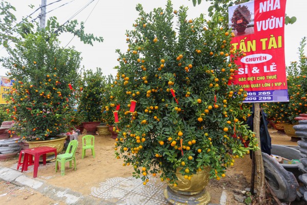 Ảnh: Tết sớm trên làng quất nức tiếng miền Trung, chưa chín hết đã “cháy hàng” Ảnh: Tết sớm trên làng quất nức tiếng miền Trung, chưa chín hết đã “cháy hàng”