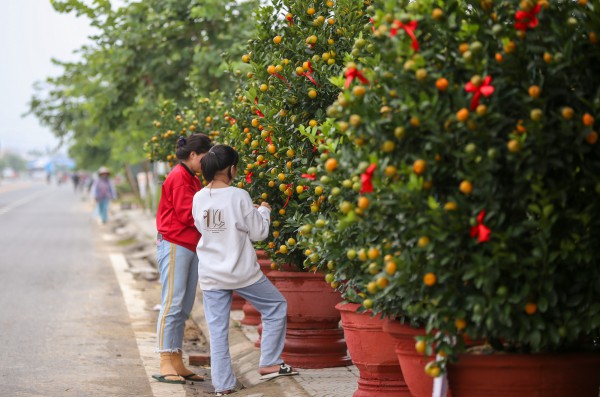 Ảnh: Tết sớm trên làng quất nức tiếng miền Trung, chưa chín hết đã “cháy hàng” Ảnh: Tết sớm trên làng quất nức tiếng miền Trung, chưa chín hết đã “cháy hàng”
