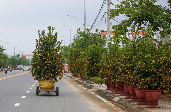 Ảnh: Tết sớm trên làng quất nức tiếng miền Trung, chưa chín hết đã “cháy hàng” Ảnh: Tết sớm trên làng quất nức tiếng miền Trung, chưa chín hết đã “cháy hàng”