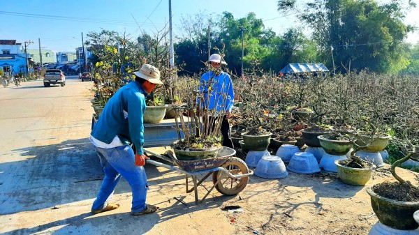 Bình Định: 2 làng trồng mai kiểng thu trên 110 tỉ đồng