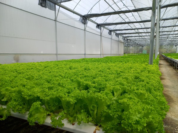 Bỏ ghế giám đốc về trồng rau thủy canh thu nhập hơn 100 triệu đồng/tháng Bỏ ghế giám đốc về trồng rau thủy canh thu nhập hơn 100 triệu đồng/tháng