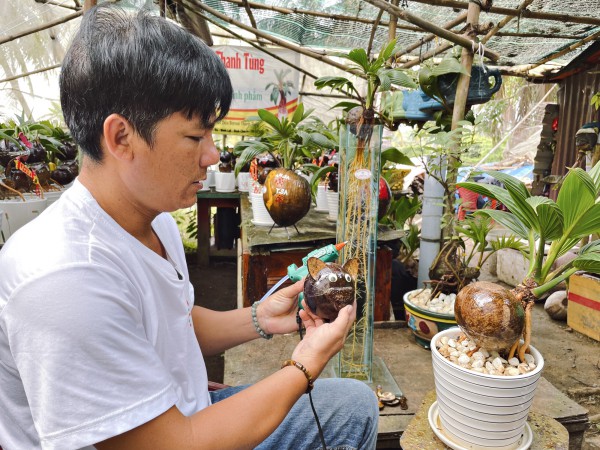 Bội thu nhờ bán "dừa bonsai" trưng Tết, chưa kịp dọn hàng đã bán hết bay