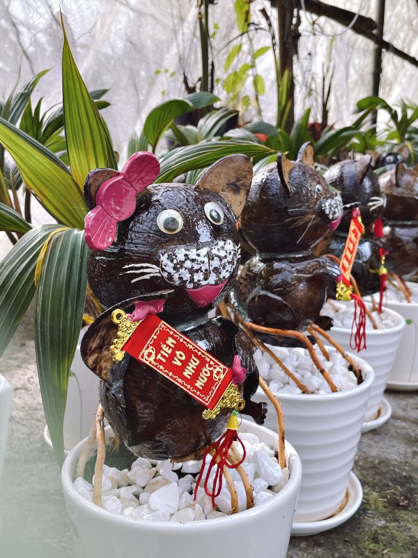 Bội thu nhờ bán "dừa bonsai" trưng Tết, chưa kịp dọn hàng đã bán hết bay
