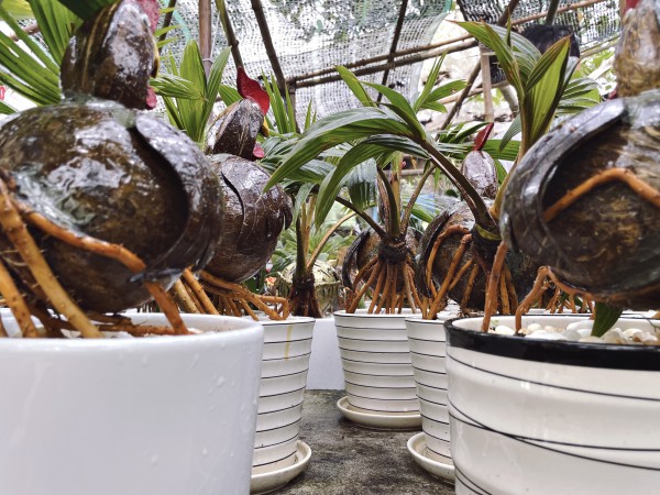 Bội thu nhờ bán "dừa bonsai" trưng Tết, chưa kịp dọn hàng đã bán hết bay