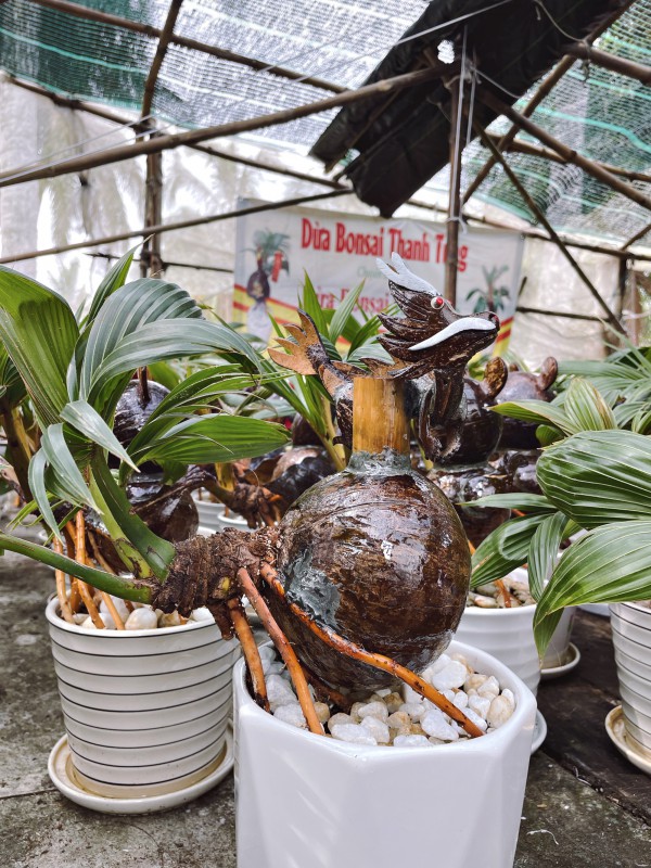 Bội thu nhờ bán "dừa bonsai" trưng Tết, chưa kịp dọn hàng đã bán hết bay